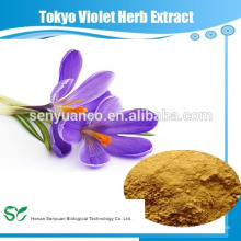 Extracto natural de hierbas Extracto de Hierba Violeta de Tokio en polvo